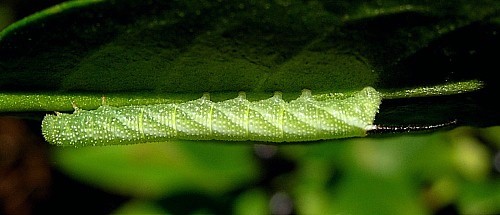 Second instar larva of Acherontia atropos. Photo: &copy; Tony Pittaway