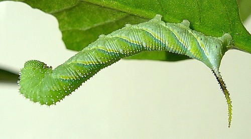 Third instar larva of Acherontia atropos. Photo: &copy; Tony Pittaway