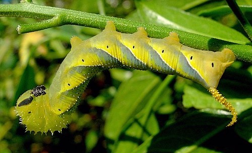 Fourth instar larva of Acherontia atropos (yellow form). Photo: &copy; Tony Pittaway