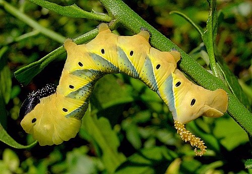 Immature final instar larva of Acherontia atropos (yellow form). Photo: &copy; Tony Pittaway