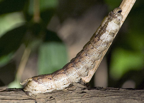 Final instar brown larval form of Acherontia atropos in pre-pupation colour, Simferopol, Crimea, Ukraine. Photo: &copy; Sergey Leonov.