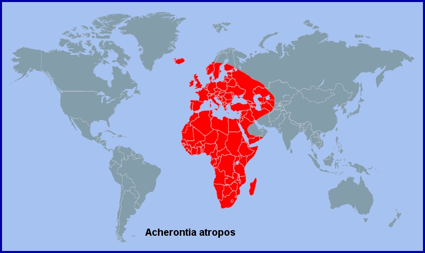 Global distribution of Acherontia atropos. Map: &copy; Tony Pittaway.