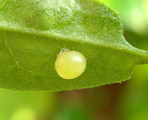 Egg of Acherontia atropos. Photo: &copy; Tony Pittaway