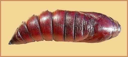 Pupa of Acherontia atropos (dorsal view). Photo: &copy; Tony Pittaway