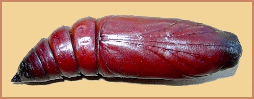 Pupa of Acherontia atropos (ventral view). Photo: &copy; Tony Pittaway