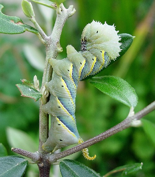 Fourth instar larva of Acherontia atropos (pale form) on olive, Catalonia, Spain. Photo: &copy; Ben Trott.