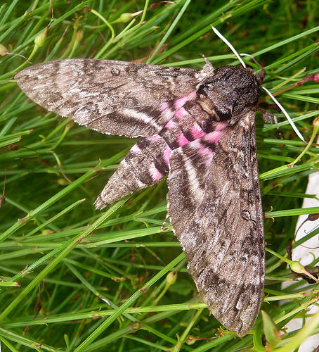 Female Agrius cingulatus, Castries, St. Lucia. Photo: &copy; Gail Hampshire.