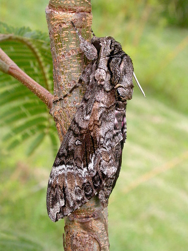 Male Agrius cingulatus, Guatemala, 2004. Photo: &copy; Jean Haxaire.