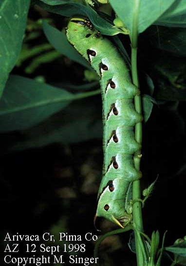 Final instar green form larva of Agrius cingulatus, Pima County, Arizona, USA, 12.ix.1998. Photo: &copy; M. Singer.