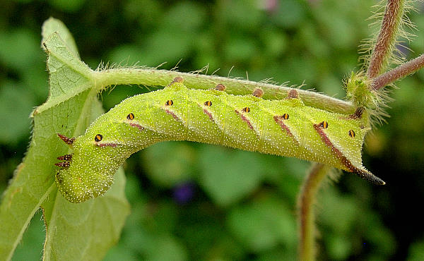 Fourth instar larva of Agrius cingulatus, Cordoba, Argentina, 16.iii.2010. Photo: &copy; Tony Pittaway.