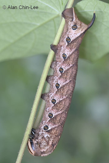 Early final instar brown form larva of Agrius cingulatus, Boca Raton, Palm Beach County, Florida, USA, 1.ix.2008. Photo: &copy; Alan Chin-Lee.