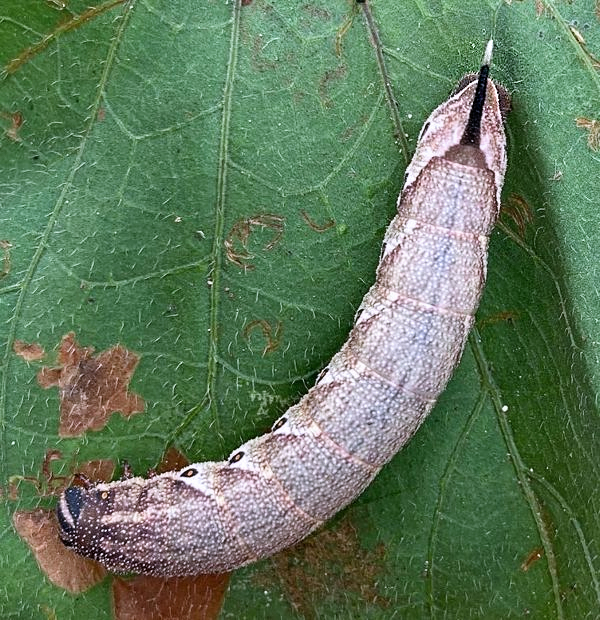 Final instar brown form larva of Agrius cingulatus, Jamaica, 18.vii.2023. Photo: &copy; Qiaoqiao Zhang.