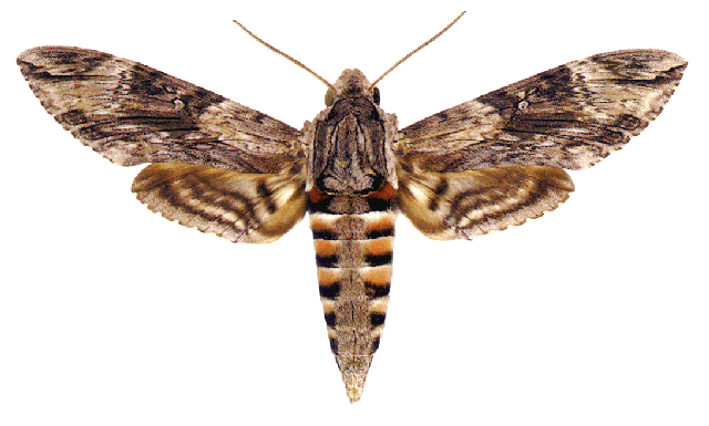 Male Agrius convolvuli, Algeria.
