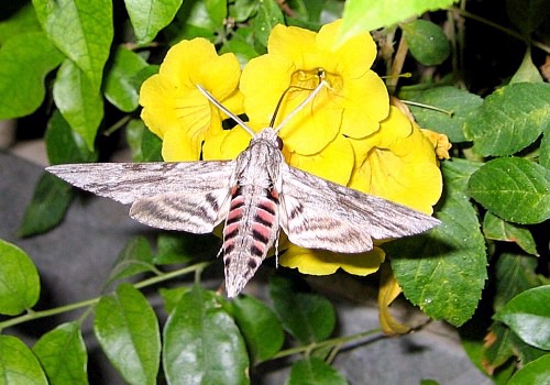 Male Agrius convolvuli at flowers of Tecoma stans, Sharm el Sheikh, Egypt. Photo: &copy; Kari Tuomiranta
