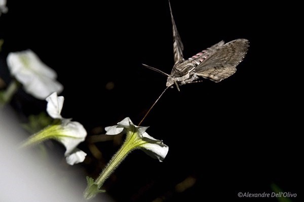 Male Agrius convolvuli at flowers of Petunia, La Chaux de Fonda, Canton of Neuchatel, Switzerland. Photo: &copy; Alexandre Dell'Olivo