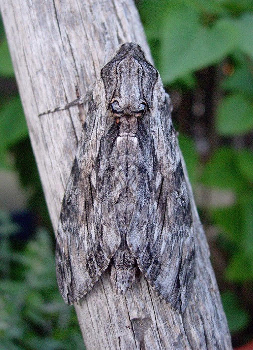 Resting male Agrius convolvuli, Catalonia, Spain. Photo: &copy; Ben Trott