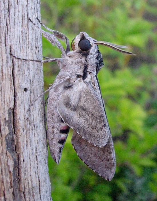 Male Agrius convolvuli drying wings, Catalonia, Spain. Photo: &copy; Ben Trott