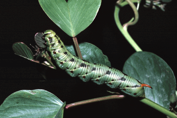 Full-grown larva of Agrius convolvuli (green form), Dammam, Saudi Arabia. Photo: &copy; Tony Pittaway.
