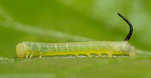 First instar larva of Agrius convolvuli, Hefei, Anhui, China. Photo: &copy; Dong Wei