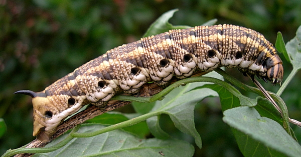 Full-grown larva of Agrius convolvuli (brown form), France. Photo: &copy; Tony Pittaway.