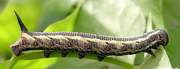 Fourth instar larva of Agrius convolvuli (brown form), France. Photo: &copy; Tony Pittaway.