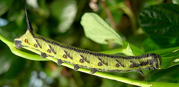 Fourth instar larva of Agrius convolvuli (green form), France. Photo: &copy; Tony Pittaway.