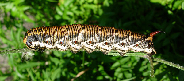 Full-grown larva of Agrius convolvuli (orange-backed form), Catalonia, Spain. Photo: &copy; Ben Trott.