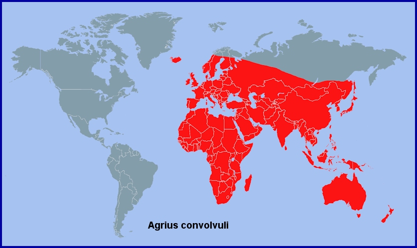 Global distribution of Agrius convolvuli. Map: &copy; Tony Pittaway.