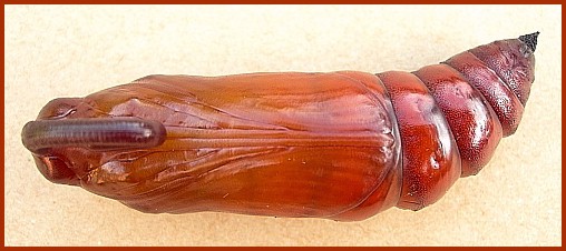 Pupa of Agrius convolvuli (ventral view), France. Photo: &copy; Tony Pittaway.