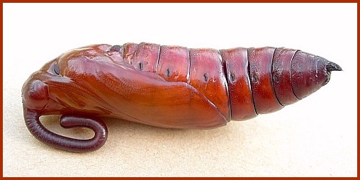 Pupa of Agrius convolvuli (lateral view), France. Photo: &copy; Tony Pittaway.