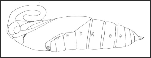 Pupa of Agrius convolvuli (lateral view). Image: &copy; Tony Pittaway.