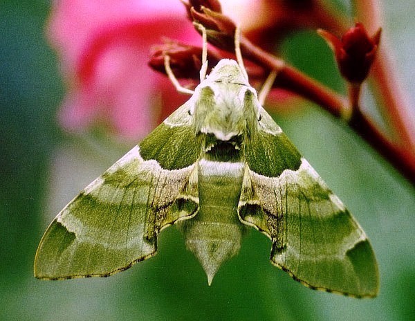 Female Akbesia davidi, Turkey. Photo: &copy; Martin Geck.