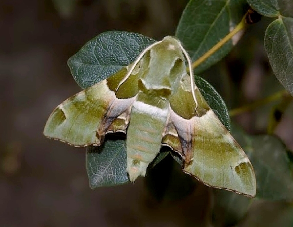 Male Akbesia davidi, Aygedzor (near Megri), Meghri river valley, Armenia, 4.vi.2014. Photo: &copy; Roman Zamorski.
