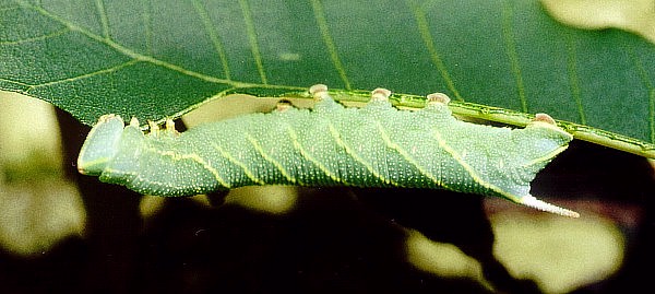 Normal larval form of Akbesia davidi, Turkey. Photo: &copy; Martin Geck.