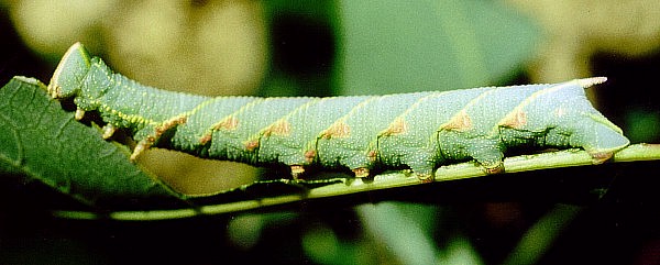 Blotched larval form of Akbesia davidi, Turkey. Photo: &copy; Martin Geck.