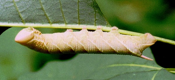 Pinkish-brown larval form of Akbesia davidi, Turkey. Photo: &copy; Martin Geck.