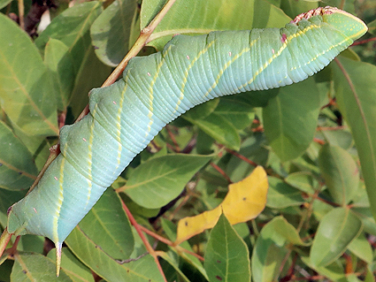 Fifth-instar larva of Akbesia davidi on Pistacia terebinthus, Silifke, Mersin Province, Turkey, 14.ix.2021. Photo: &copy; Vyacheslav Ivonin & Yanina Ivonina