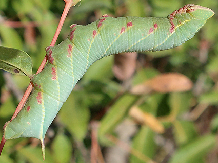Fifth-instar larva of Akbesia davidi on Pistacia terebinthus, Silifke, Mersin Province, Turkey, 17.ix.2021. Photo: &copy; Vyacheslav Ivonin & Yanina Ivonina