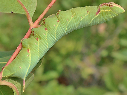 Fifth-instar larva of Akbesia davidi on Pistacia terebinthus, Silifke, Mersin Province, Turkey, 12.ix.2021. Photo: &copy; Vyacheslav Ivonin & Yanina Ivonina