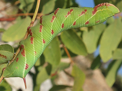 Fifth-instar larva of Akbesia davidi on Pistacia terebinthus, Silifke, Mersin Province, Turkey, 12.ix.2021. Photo: &copy; Vyacheslav Ivonin & Yanina Ivonina