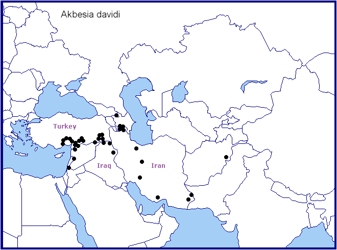 Global distribution of Akbesia davidi. Map: &copy; Tony Pittaway.