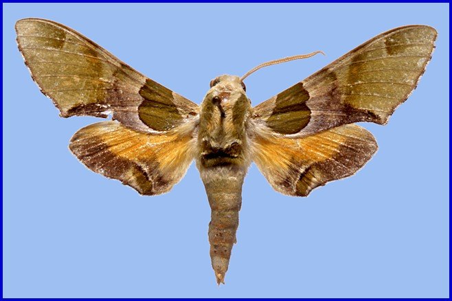 Male Akbesia davidi gandhara, Sarobi, Afghanistan, 1100m, 25.v.1961. HOLOTYPE. Photo: &copy; Josef De Freina.