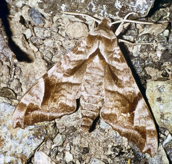 Male Acosmeryx naga naga, Afghanistan. Photo: &copy; C. M. Naumann.
