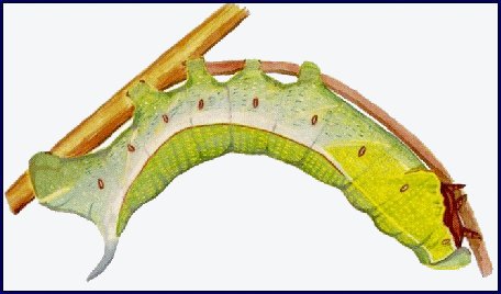Full-grown larva of Acosmeryx naga naga. Image: &copy; Tony Pittaway.