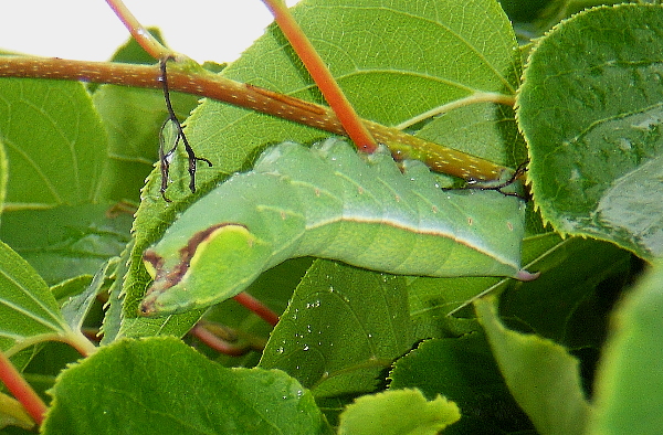 Full-grown larva of Acosmeryx naga metanaga on Actinidia, Gusevskiy mine, near Zanadvorovka village, Khasansky District, Primorskiy Krai, Russian Far East; 18.vii.2010. Photo: &copy; Anton Kozlov.