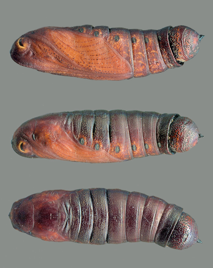 Pupae of Acosmeryx naga naga without visible wing pattern, Daman, Bagmati Province, Nepal, 2600m, viii.2024, leg. Serge Yevdoshenko. Photo: &copy; Tony Pittaway.