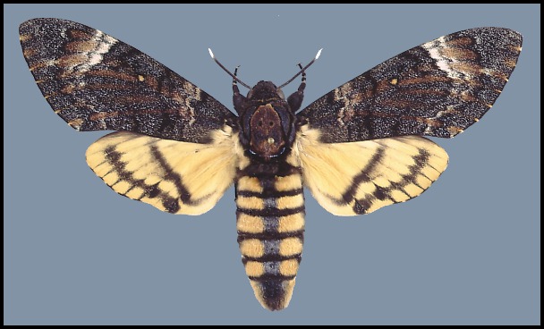 Female Acherontia styx, Ras Tanura, eastern Saudi Arabia. Photo: &copy; Tony Pittaway.