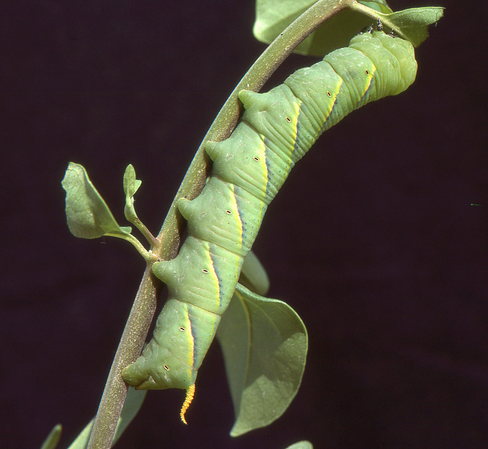 Full-grown larva of Acherontia styx on Volkameria inermis [syn. Clerodendrum inerme], Ras Tanura, eastern Saudi Arabia. Photo: &copy; Tony Pittaway