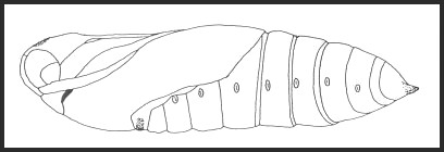 Pupa of Acherontia styx styx. Image: &copy; Tony Pittaway.