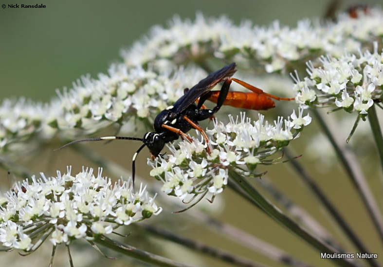 Amblyjoppa fuscipennis, �tang de M�ouze, France, 23.vii.2021. Photo: &copy; 
Nick Ransdale.
